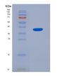 SDS-PAGE analysis of Human FCGR3A (Low Affinity Immunoglobulin Gamma Fc Region Receptor Iii-A) - Recombinant Protein, showing >90% purity under 15% SDS-PAGE (Reduced)