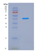 SDS-PAGE analysis of Human AZGP1 (Zinc-Alpha-2-Glycoprotein) - Recombinant Protein, showing >90% purity under 15% SDS-PAGE (Reduced)