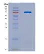 SDS-PAGE analysis of Human NECTIN1 (Nectin-1) - Recombinant Protein, showing >95% purity under 15% SDS-PAGE (Reduced)
