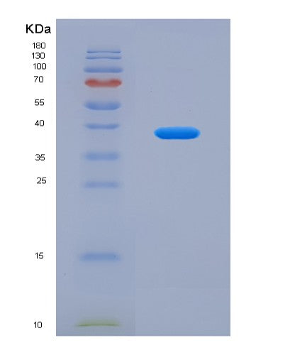 SDS-PAGE analysis of Human CLU (Clusterin) - Recombinant Protein, showing >90% purity under 15% SDS-PAGE (Reduced)