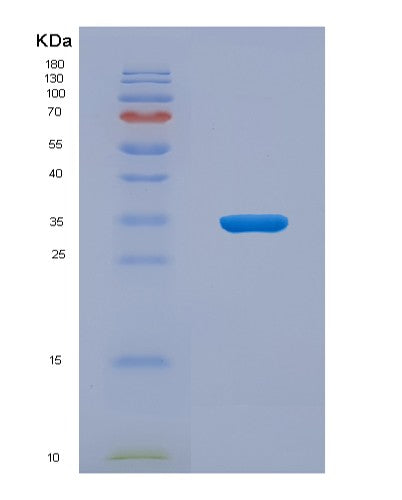 SDS-PAGE analysis of Mouse Igfbp1 (Insulin-Like Growth Factor-Binding Protein 1) - Recombinant Protein, showing >90% purity under 15% SDS-PAGE (Reduced)