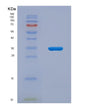 SDS-PAGE analysis of Mouse Igfbp1 (Insulin-Like Growth Factor-Binding Protein 1) - Recombinant Protein, showing >90% purity under 15% SDS-PAGE (Reduced)