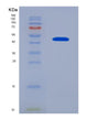 SDS-PAGE analysis of Human PTX3 (Pentraxin-Related Protein Ptx3) - Recombinant Protein, showing >95% purity under 15% SDS-PAGE (Reduced)