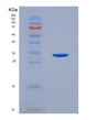 SDS-PAGE analysis of Human STAT6 (Signal Transducer And Activator Of Transcription 6) - Recombinant Protein, showing >90% purity under 15% SDS-PAGE (Reduced)