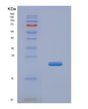 SDS-PAGE analysis of Human PON1 (Serum Paraoxonase/Arylesterase 1) - Recombinant Protein, showing >90% purity under 15% SDS-PAGE (Reduced)