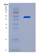 SDS-PAGE analysis of Human LTBR (Tumor Necrosis Factor Receptor Superfamily Member 3) - Recombinant Protein, showing >90% purity under 15% SDS-PAGE (Reduced)