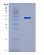 SDS-PAGE analysis of Human CD5 (T-Cell Surface Glycoprotein Cd5) - Recombinant Protein, showing >90% purity under 15% SDS-PAGE (Reduced)