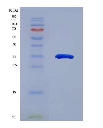 SDS-PAGE analysis of Human IL24 (Interleukin-24) - Recombinant Protein, showing >90% purity under 15% SDS-PAGE (Reduced)