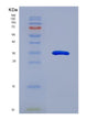 SDS-PAGE analysis of Human IL24 (Interleukin-24) - Recombinant Protein, showing >90% purity under 15% SDS-PAGE (Reduced)