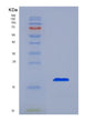 SDS-PAGE analysis of Human IL36B (Interleukin-36 Beta) - Recombinant Protein, showing >90% purity under 15% SDS-PAGE (Reduced)