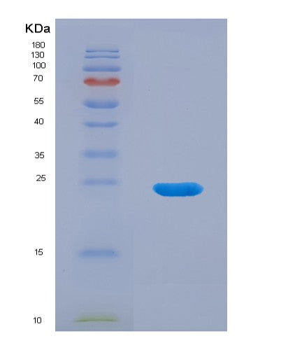 SDS-PAGE analysis of Mouse Tnfsf14 (Tumor Necrosis Factor Ligand Superfamily Member 14) - Recombinant Protein, showing >90% purity under 15% SDS-PAGE (Reduced)