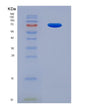SDS-PAGE analysis of Human IFNAR1 (Interferon Alpha/Beta Receptor 1) - Recombinant Protein, showing >90% purity under 15% SDS-PAGE (Reduced)