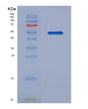SDS-PAGE analysis of Human TPBG (Trophoblast Glycoprotein) - Recombinant Protein, showing >90% purity under 15% SDS-PAGE (Reduced)