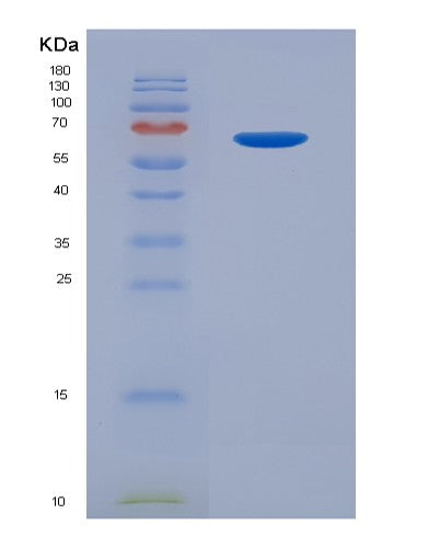 SDS-PAGE analysis of Human MPL (Thrombopoietin Receptor) - Recombinant Protein, showing >90% purity under 15% SDS-PAGE (Reduced)