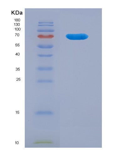SDS-PAGE analysis of Mouse Nfe2l2 (Nuclear Factor Erythroid 2-Related Factor 2) - Recombinant Protein, showing >90% purity under 15% SDS-PAGE (Reduced)