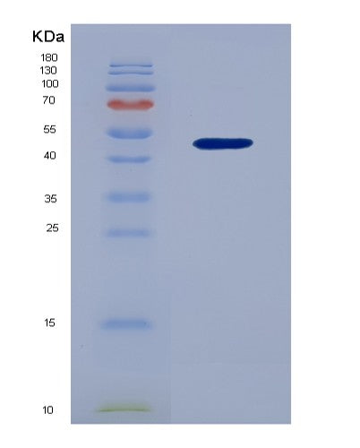 SDS-PAGE analysis of Human GFRAL (Gdnf Family Receptor Alpha-Like) - Recombinant Protein, showing >90% purity under 15% SDS-PAGE (Reduced)