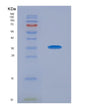 SDS-PAGE analysis of Human PDE4B (3',5'-Cyclic-Amp Phosphodiesterase 4B) - Recombinant Protein, showing >90% purity under 15% SDS-PAGE (Reduced)