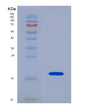 SDS-PAGE analysis of Human PDGFD (Platelet-Derived Growth Factor D) - Recombinant Protein, showing >90% purity under 15% SDS-PAGE (Reduced)