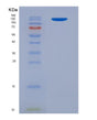 SDS-PAGE analysis of Human IGF2R (Cation-Independent Mannose-6-Phosphate Receptor) - Recombinant Protein, showing >90% purity under 15% SDS-PAGE (Reduced)