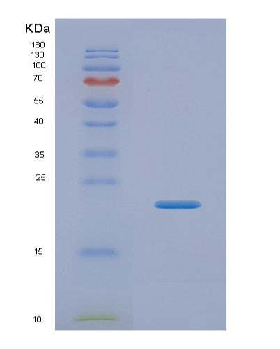 SDS-PAGE analysis of Human IL1A (Interleukin-1 Alpha) - Recombinant Protein, showing >90% purity under 15% SDS-PAGE (Reduced)