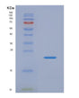 SDS-PAGE analysis of Human IL1A (Interleukin-1 Alpha) - Recombinant Protein, showing >90% purity under 15% SDS-PAGE (Reduced)