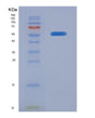 SDS-PAGE analysis of Human IL10RA (Interleukin-10 Receptor Subunit Alpha) - Recombinant Protein, showing >90% purity under 15% SDS-PAGE (Reduced)