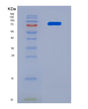 SDS-PAGE analysis of Human TNFRSF21 (Tumor Necrosis Factor Receptor Superfamily Member 21) - Recombinant Protein, showing >90% purity under 15% SDS-PAGE (Reduced)