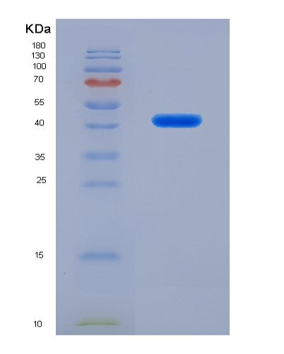 SDS-PAGE analysis of Human FGL1 (Fibrinogen-Like Protein 1) - Recombinant Protein, showing >90% purity under 15% SDS-PAGE (Reduced)