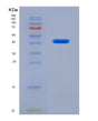 SDS-PAGE analysis of Human FGL1 (Fibrinogen-Like Protein 1) - Recombinant Protein, showing >90% purity under 15% SDS-PAGE (Reduced)