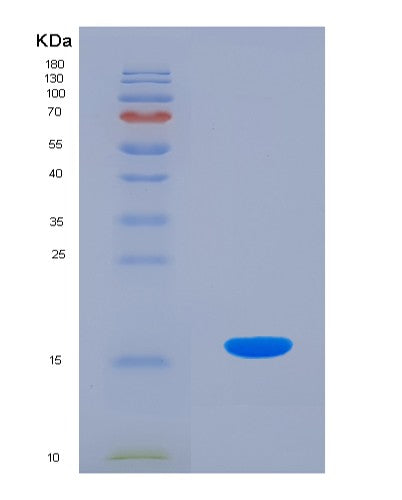 SDS-PAGE analysis of Mouse Hmgn2 (Non-Histone Chromosomal Protein Hmg-17) - Recombinant Protein, showing >90% purity under 15% SDS-PAGE (Reduced)
