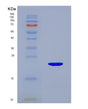 SDS-PAGE analysis of Mouse Il22 (Interleukin-22) - Recombinant Protein, showing >85% purity under 15% SDS-PAGE (Reduced)