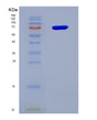 SDS-PAGE analysis of Human CD226 (Cd226 Antigen) - Recombinant Protein, showing >95% purity under 15% SDS-PAGE (Reduced)