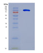 SDS-PAGE analysis of Human ICAM3 (Intercellular Adhesion Molecule 3) - Recombinant Protein, showing >90% purity under 15% SDS-PAGE (Reduced)