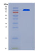 SDS-PAGE analysis of Human CD93 (Complement Component C1Q Receptor) - Recombinant Protein, showing >95% purity under 15% SDS-PAGE (Reduced)