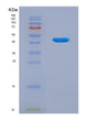 SDS-PAGE analysis of Human CRY1 (Cryptochrome-1) - Recombinant Protein, showing >90% purity under 15% SDS-PAGE (Reduced)