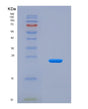 SDS-PAGE analysis of Mouse Tnfsf13b (Tumor Necrosis Factor Ligand Superfamily Member 13B) - Recombinant Protein, showing >90% purity under 15% SDS-PAGE (Reduced)