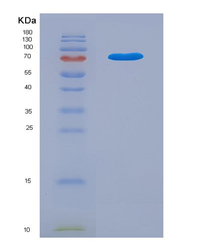 SDS-PAGE analysis of Mouse Lgals3bp (Galectin-3-Binding Protein) - Recombinant Protein, showing >90% purity under 15% SDS-PAGE (Reduced)