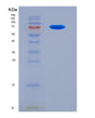 SDS-PAGE analysis of Human LGALS3BP (Galectin-3-Binding Protein) - Recombinant Protein, showing >90% purity under 15% SDS-PAGE (Reduced)