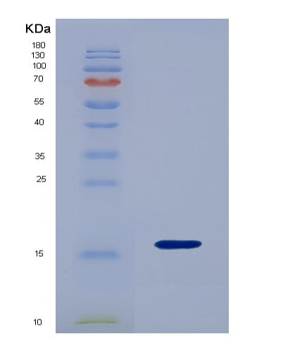 SDS-PAGE analysis of Human HAMP (Hepcidin) - Recombinant Protein, showing >90% purity under 15% SDS-PAGE (Reduced)