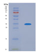 SDS-PAGE analysis of Human NOG (Noggin) - Recombinant Protein, showing >90% purity under 15% SDS-PAGE (Reduced)