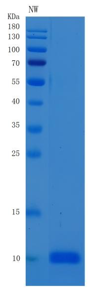 SDS-PAGE analysis of Human EGF (Pro-Epidermal Growth Factor) - Recombinant Protein, showing >95% purity under 15% SDS-PAGE (Reduced)