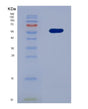 SDS-PAGE analysis of Human CD300A (Cmrf35-Like Molecule 8) - Recombinant Protein, showing >85% purity under 15% SDS-PAGE (Reduced)