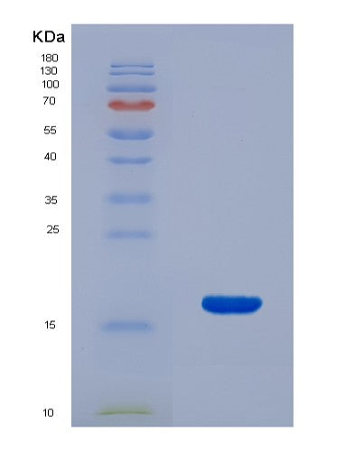 SDS-PAGE analysis of Mouse Fgf10 (Fibroblast Growth Factor 10) - Recombinant Protein, showing >90% purity under 15% SDS-PAGE (Reduced)