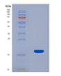 SDS-PAGE analysis of Mouse Fgf10 (Fibroblast Growth Factor 10) - Recombinant Protein, showing >90% purity under 15% SDS-PAGE (Reduced)