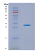 SDS-PAGE analysis of Human EFNB2 (Ephrin-B2) - Recombinant Protein, showing >90% purity under 15% SDS-PAGE (Reduced)