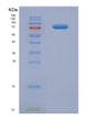 SDS-PAGE analysis of Human IL23R (Interleukin-23 Receptor) - Recombinant Protein, showing >90% purity under 15% SDS-PAGE (Reduced)
