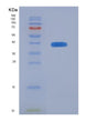 SDS-PAGE analysis of Human CD300C (Cmrf35-Like Molecule 6) - Recombinant Protein, showing >85% purity under 15% SDS-PAGE (Reduced)