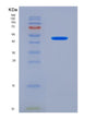 SDS-PAGE analysis of Human SIGLEC7 (Sialic Acid-Binding Ig-Like Lectin 7) - Recombinant Protein, showing >90% purity under 15% SDS-PAGE (Reduced)