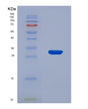 SDS-PAGE analysis of Mouse Ifnb1 (Interferon Beta) - Recombinant Protein, showing >90% purity under 15% SDS-PAGE (Reduced)