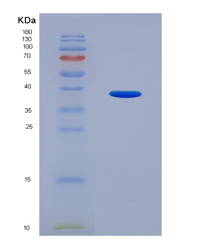 SDS-PAGE analysis of Human SFRP4 (Secreted Frizzled-Related Protein 4) - Recombinant Protein, showing >90% purity under 15% SDS-PAGE (Reduced)